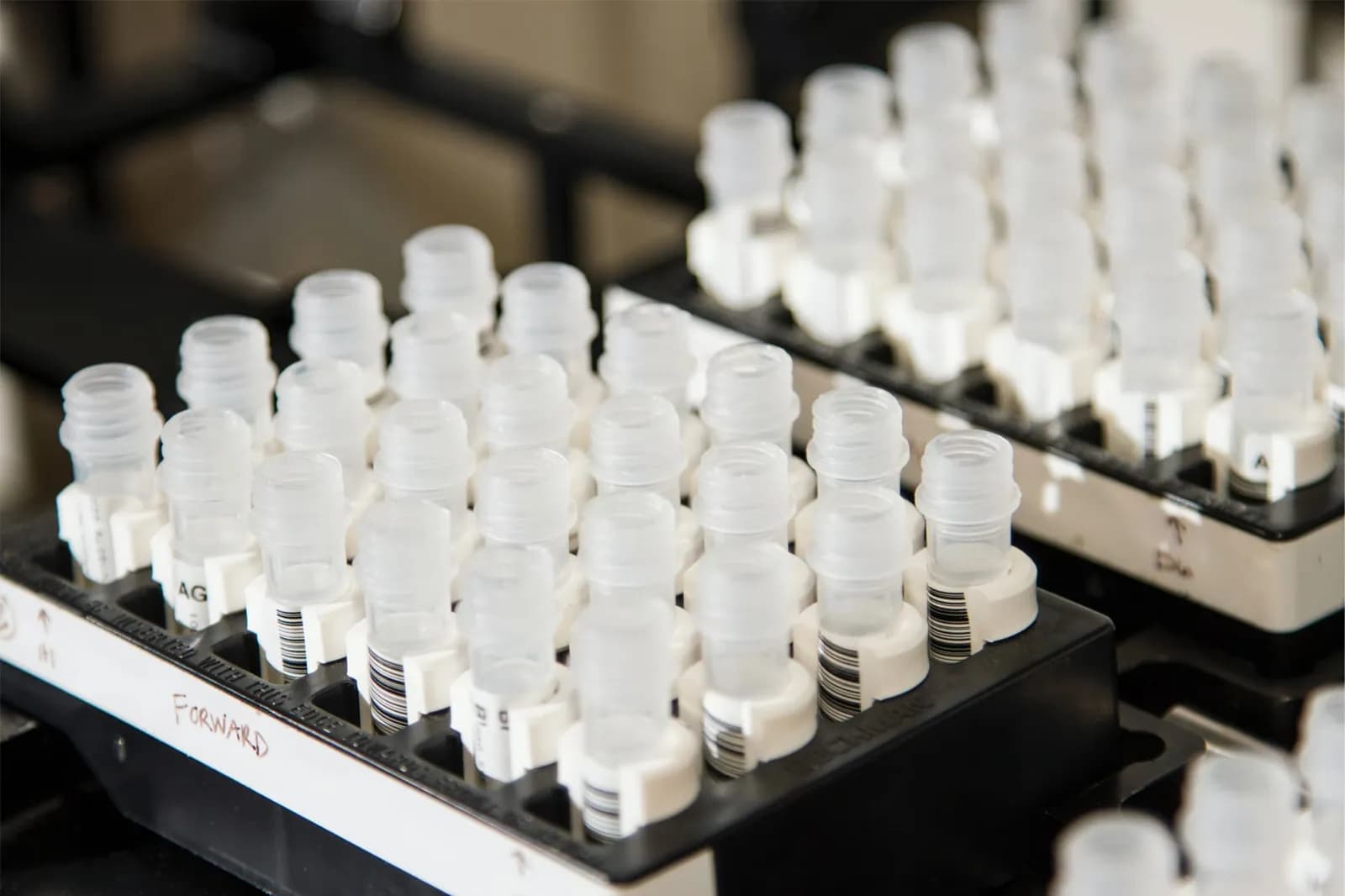 Muestras preparadas para análisis de laboratorio